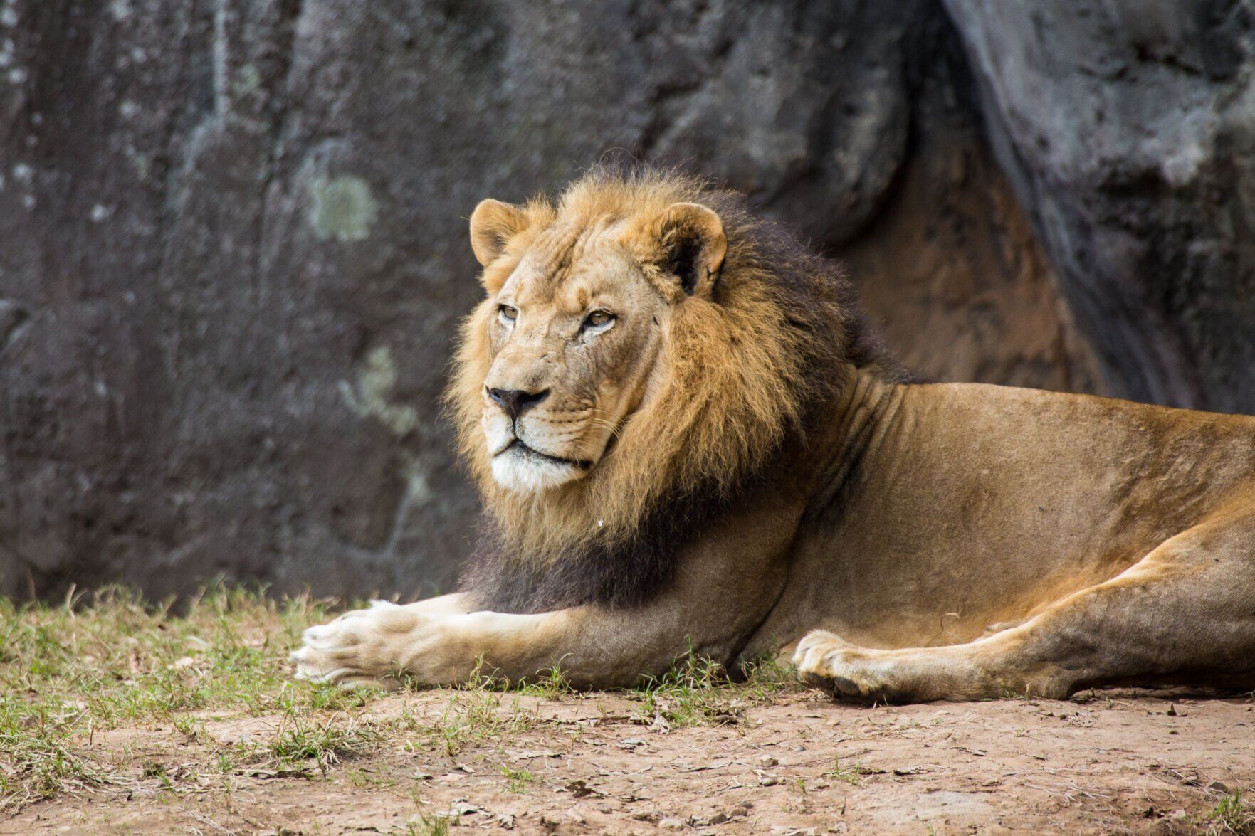 Lion-Reilly-NC-Zoo-1.jpg